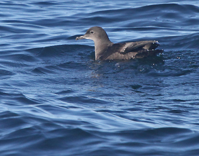 Sooty Shearwater