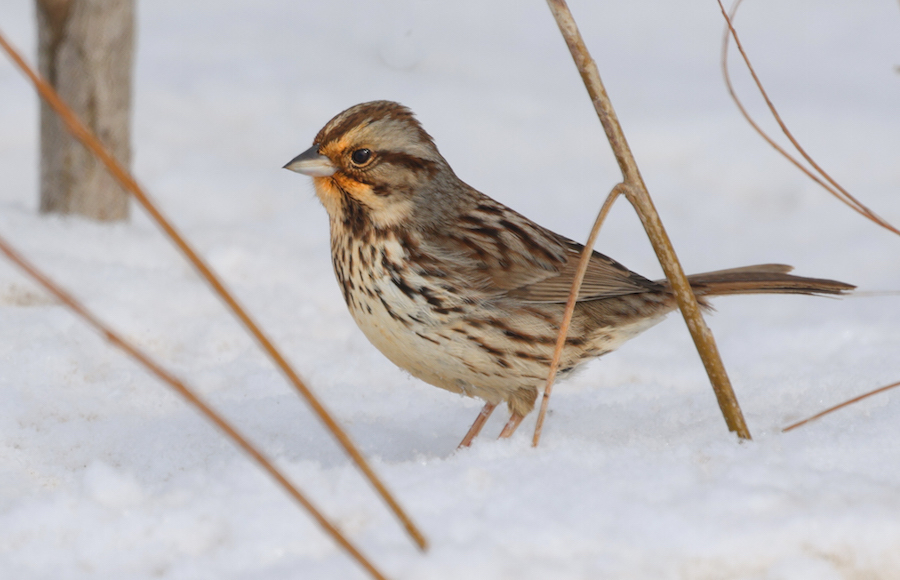 Song Sparrow