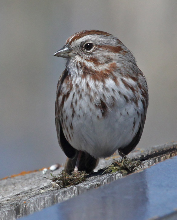 Song Sparrow Photo 2
