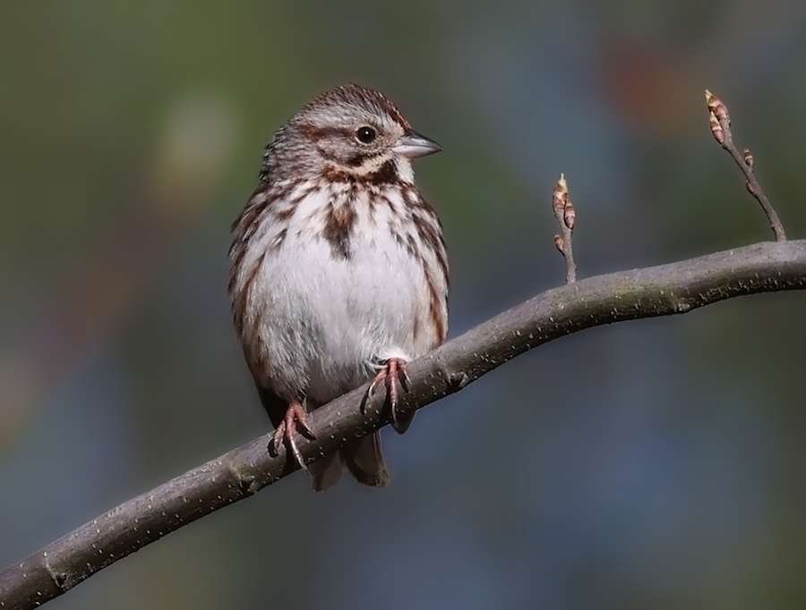 Song Sparrow