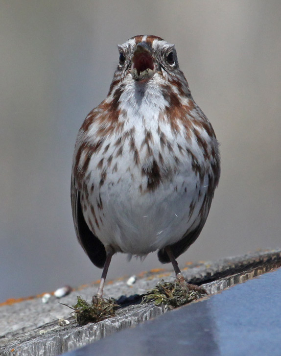 Song Sparrow Photo 3