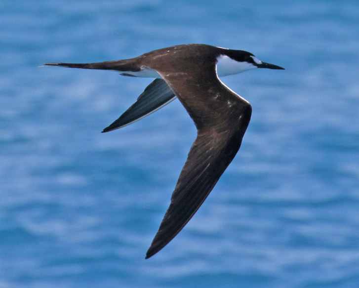 Sooty Tern