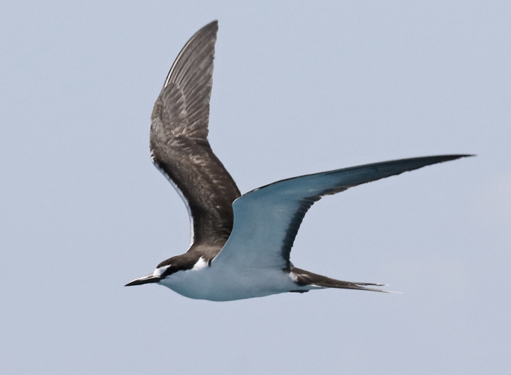 Sooty Tern