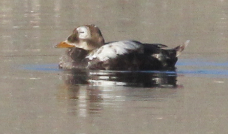 Spectacled Eider