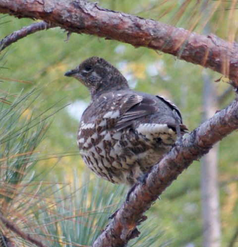 Spruce Grouse