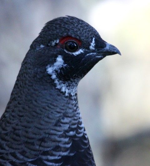 Spruce Grouse