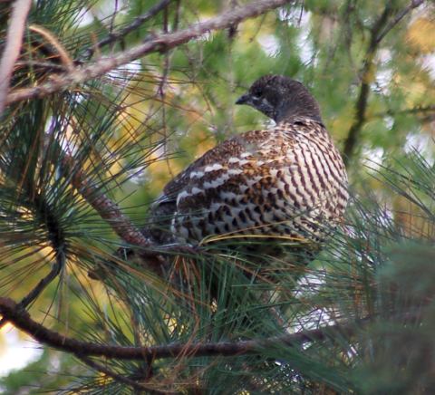 Spruce Grouse