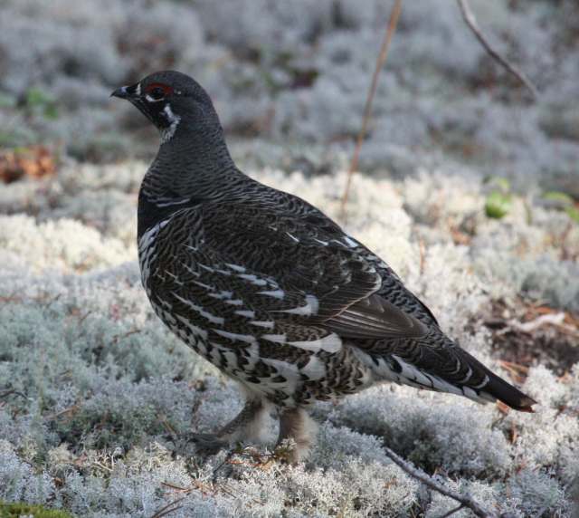 Spruce Grouse