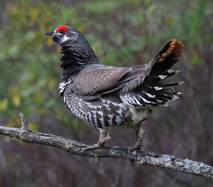 Spruce Grouse