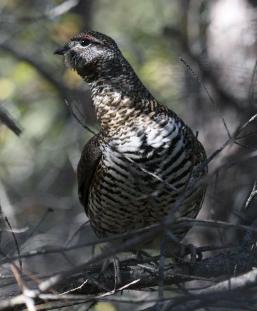 Spruce Grouse photo #1