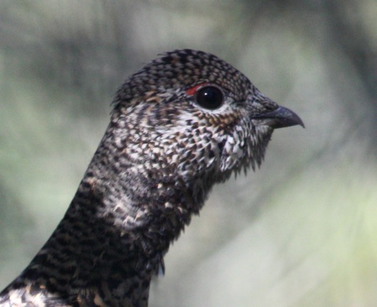 Spruce Grouse photo #2