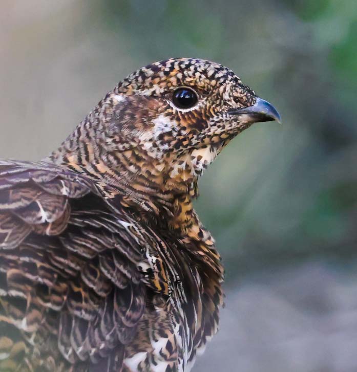 Spruce Grouse photo #6