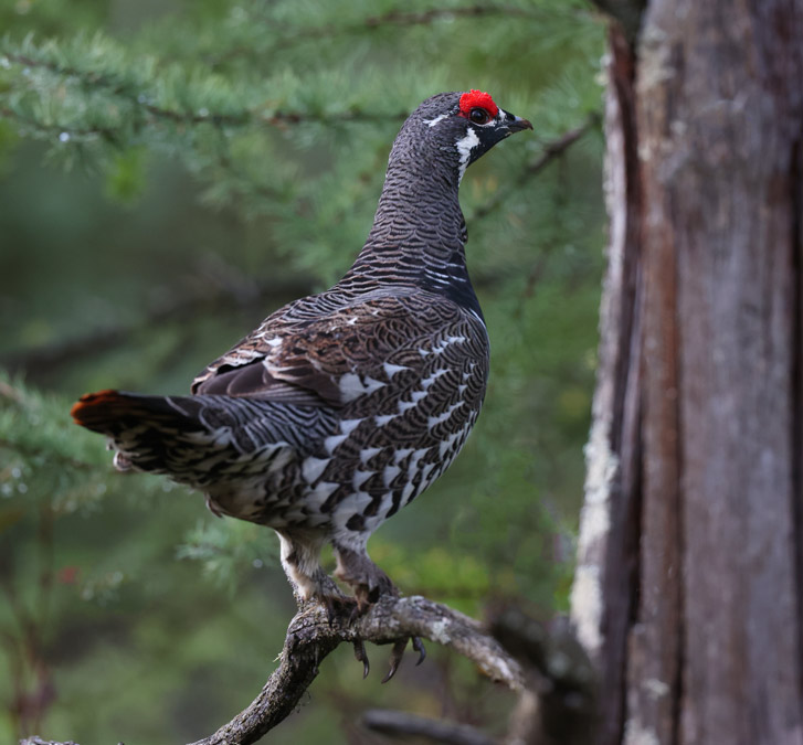 Spruce Grouse