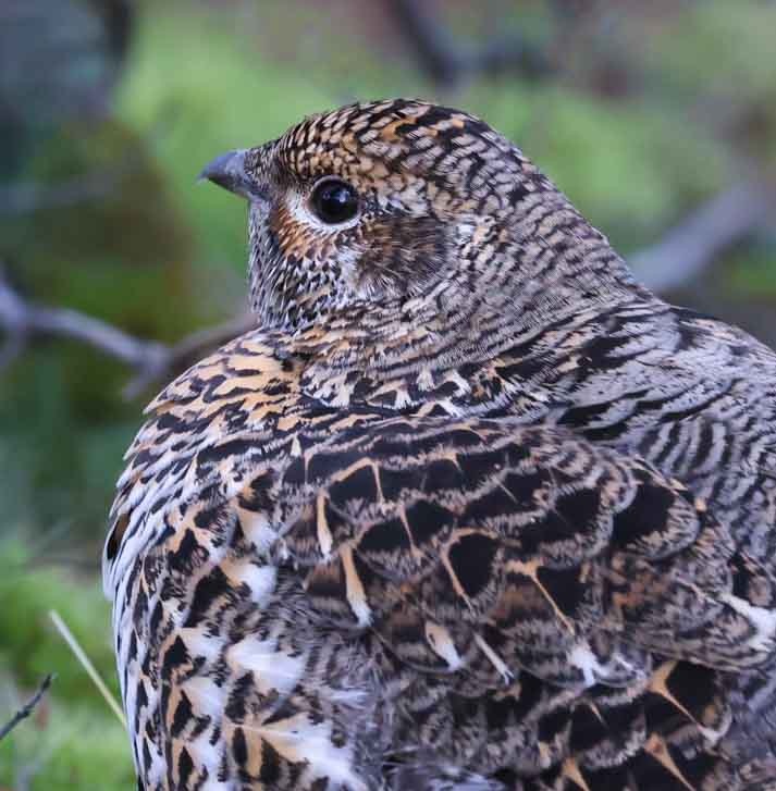 Spruce Grouse photo #5