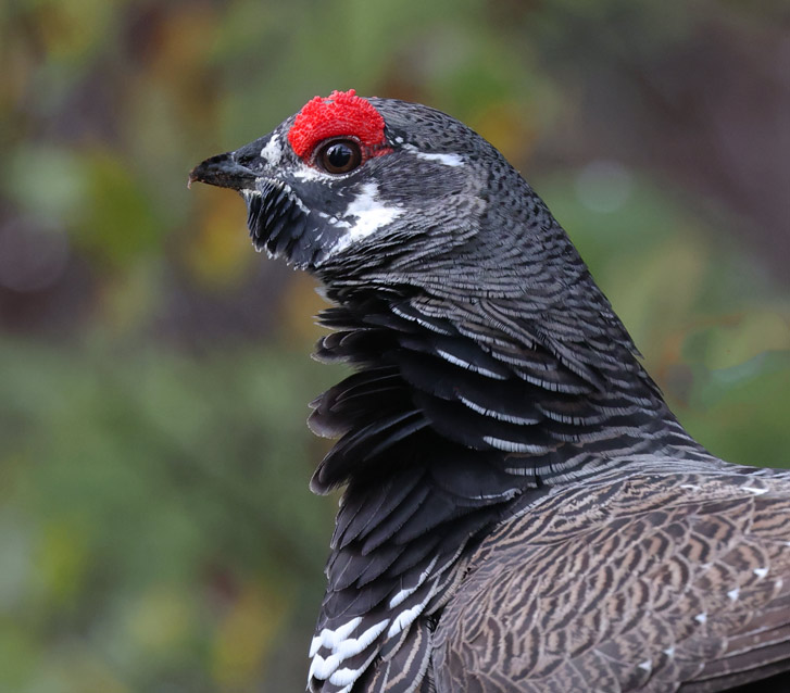 Spruce Grouse