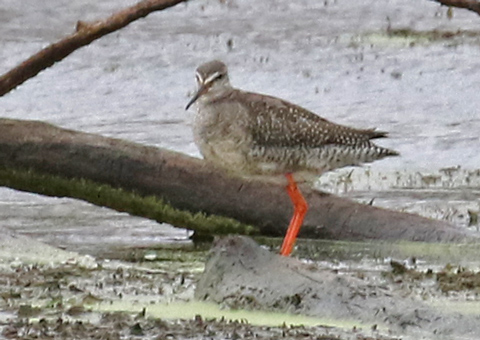 Spotted Redshank
