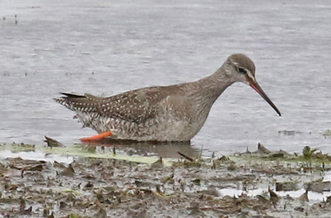 Spotted Redshank