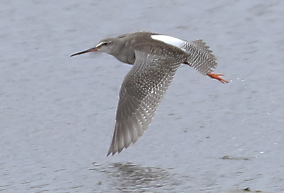 Spotted Redshank