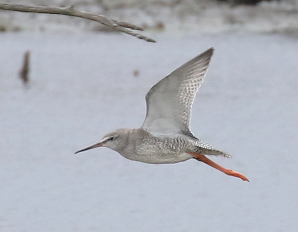 Spotted Redshank