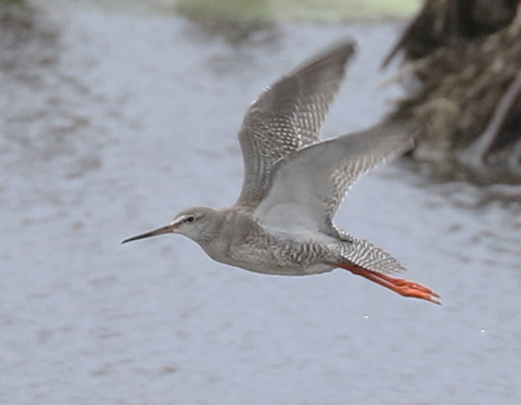 Spotted Redshank