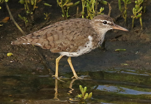 Spotted Sandpiper Photo 1