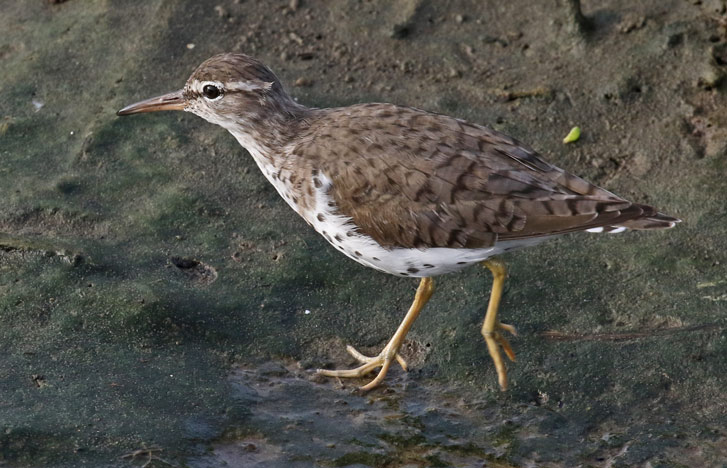Spotted Sandpiper Photo 3