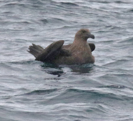 South Polar Skua