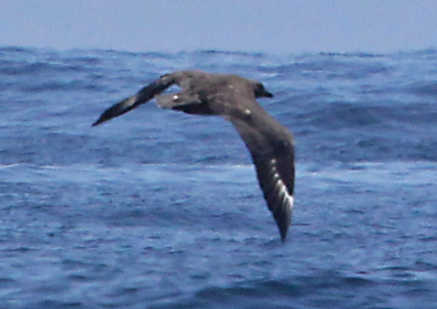 South Polar Skua