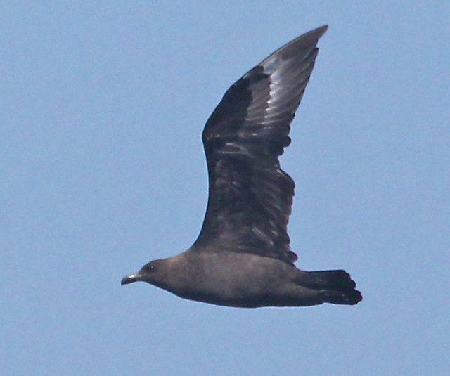 South Polar Skua