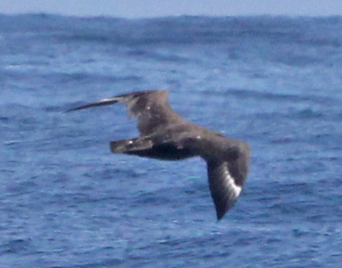 South Polar Skua