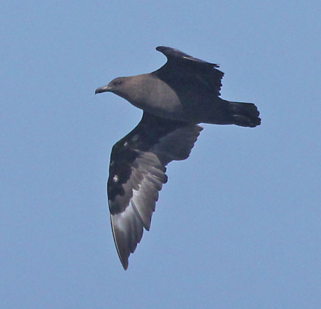 South Polar Skua