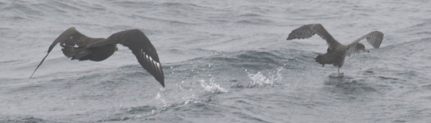 South Polar Skua