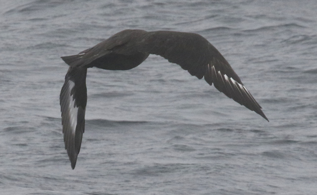 South Polar Skua