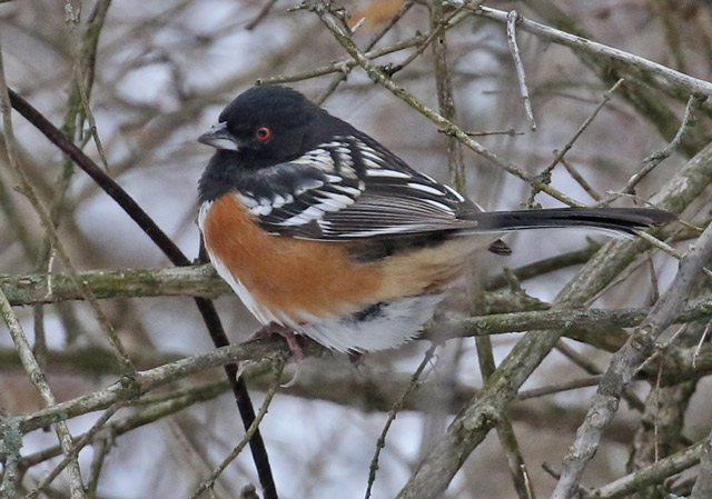 Spotted Towhee photo #3