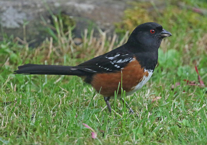 Spotted Towhee photo #1