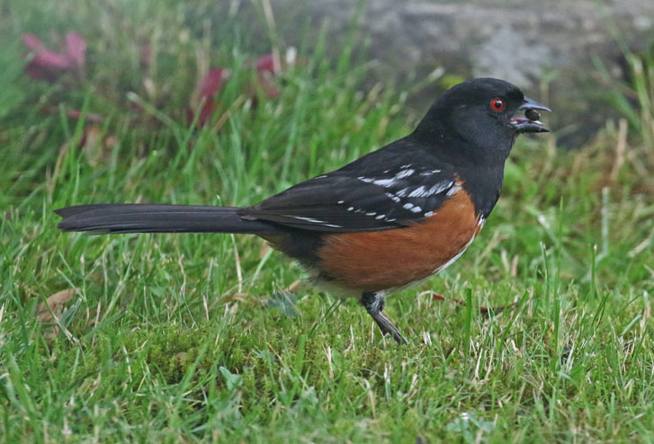 Spotted Towhee photo #2