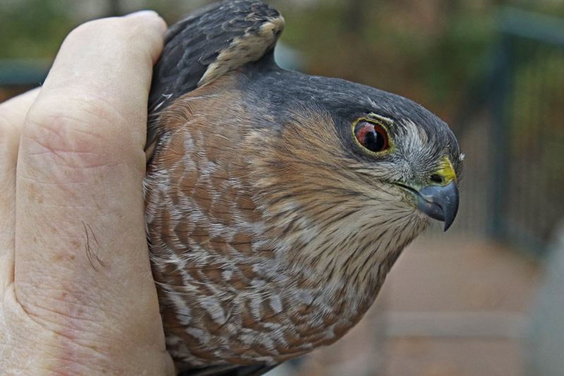Sharp-shinned Hawk (adult)