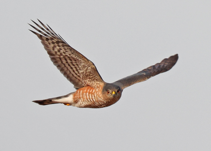 Sharp-shinned Hawk Photo 3