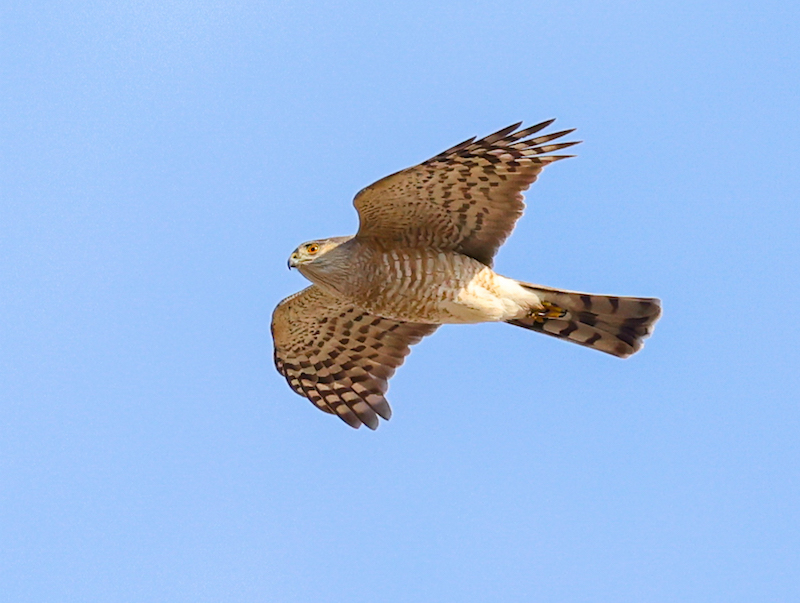 Sharp-shinned Hawk Photo 4