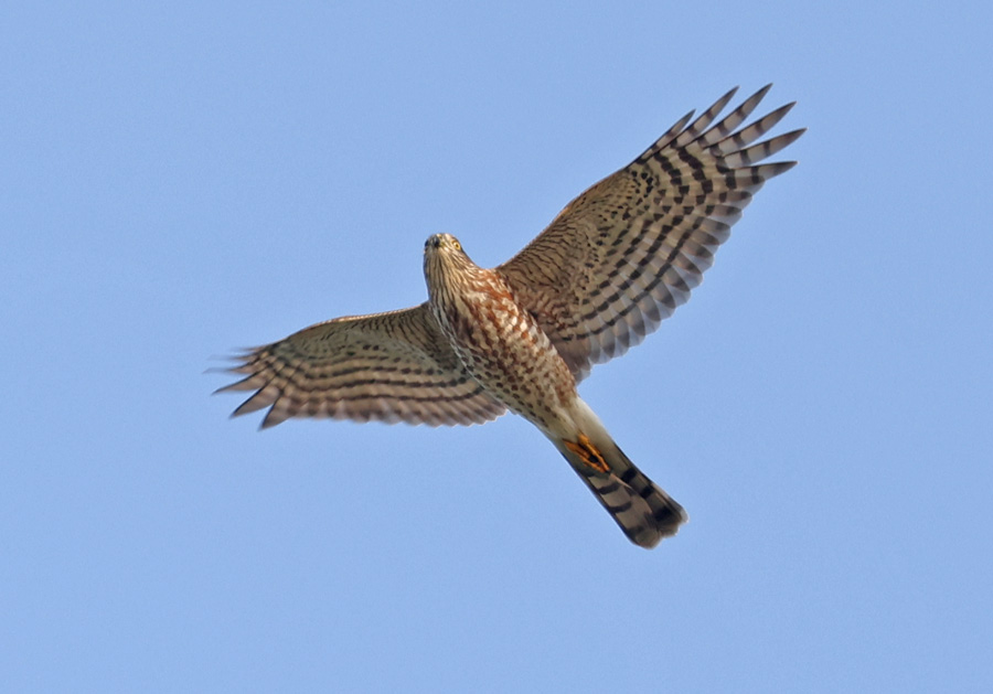Sharp-shinned Hawk Photo 6