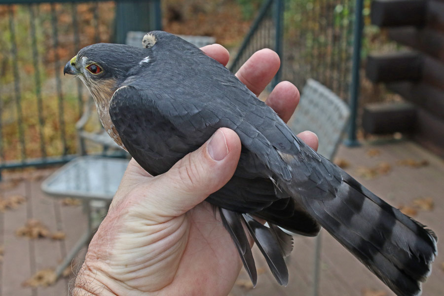 Sharp-shinned Hawk (adult)