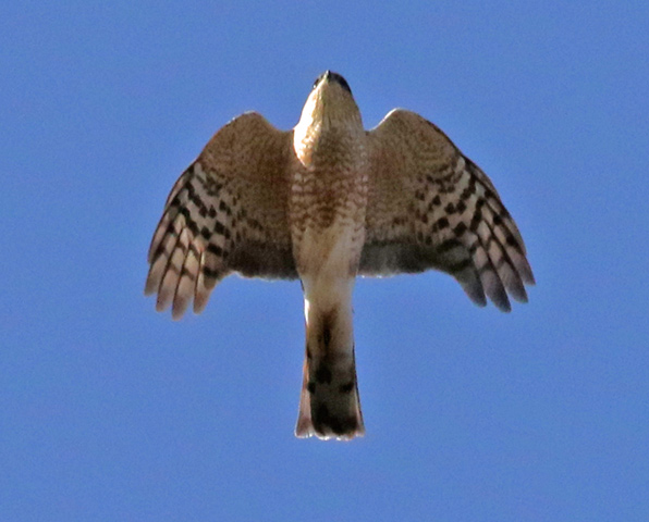 Sharp-shinned Hawk Photo 8
