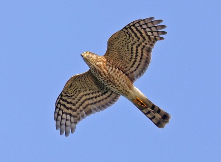Sharp-shinned Hawk Photo 5
