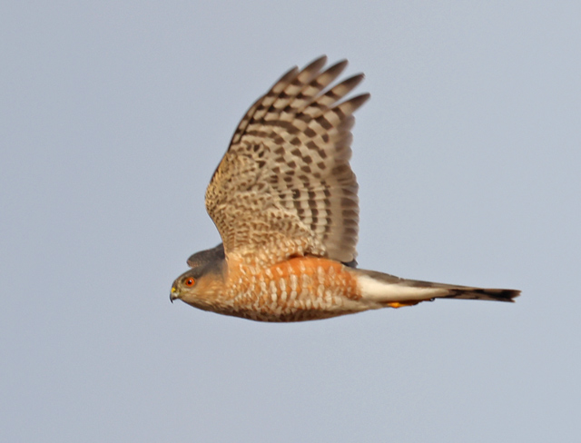 Sharp-shinned Hawk Photo 2