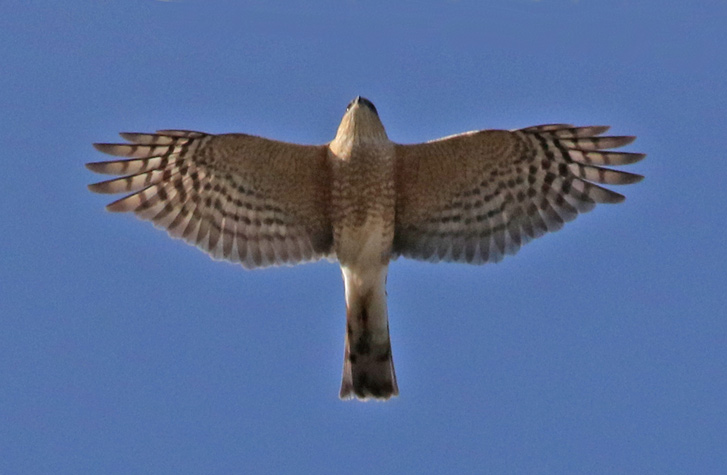 Sharp-shinned Hawk Photo 7