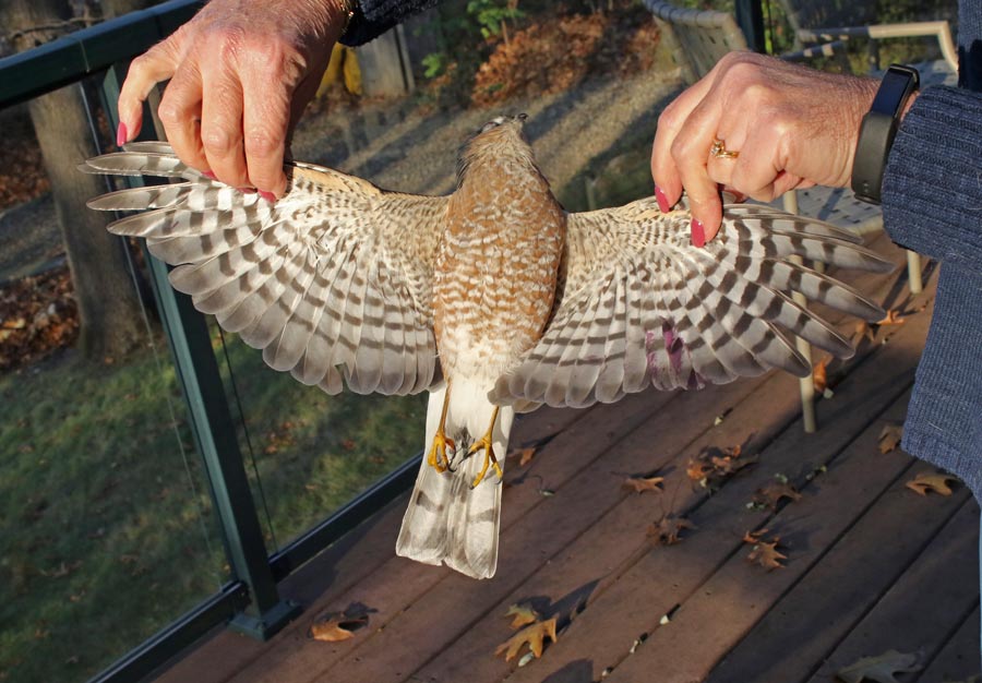 Sharp-shinned Hawk (adult)