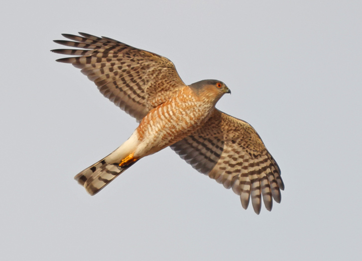 Sharp-shinned Hawk Photo 1