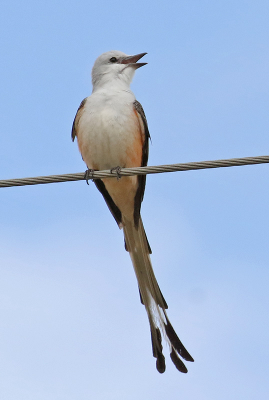 Scissor-tailed Flycatcher Photo #4