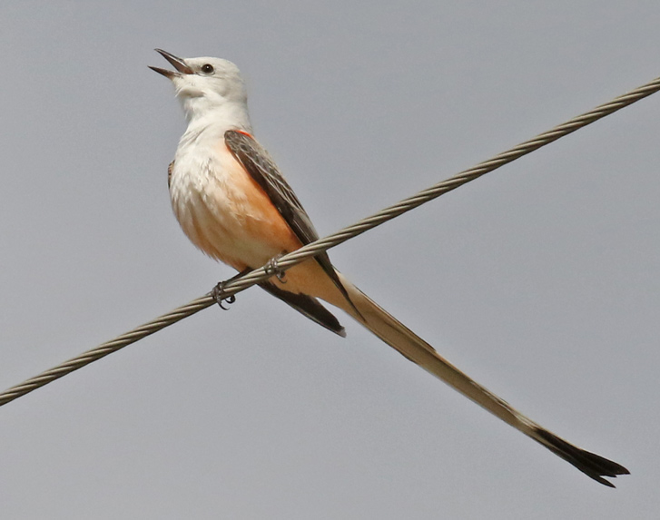Scissor-tailed Flycatcher Photo #1