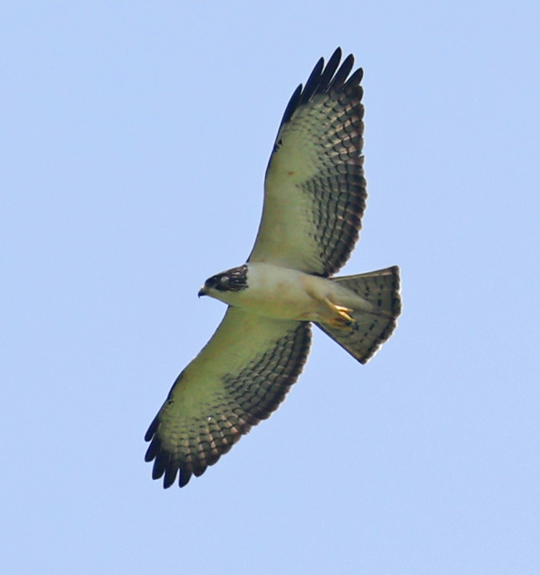 Short-tailed Hawk